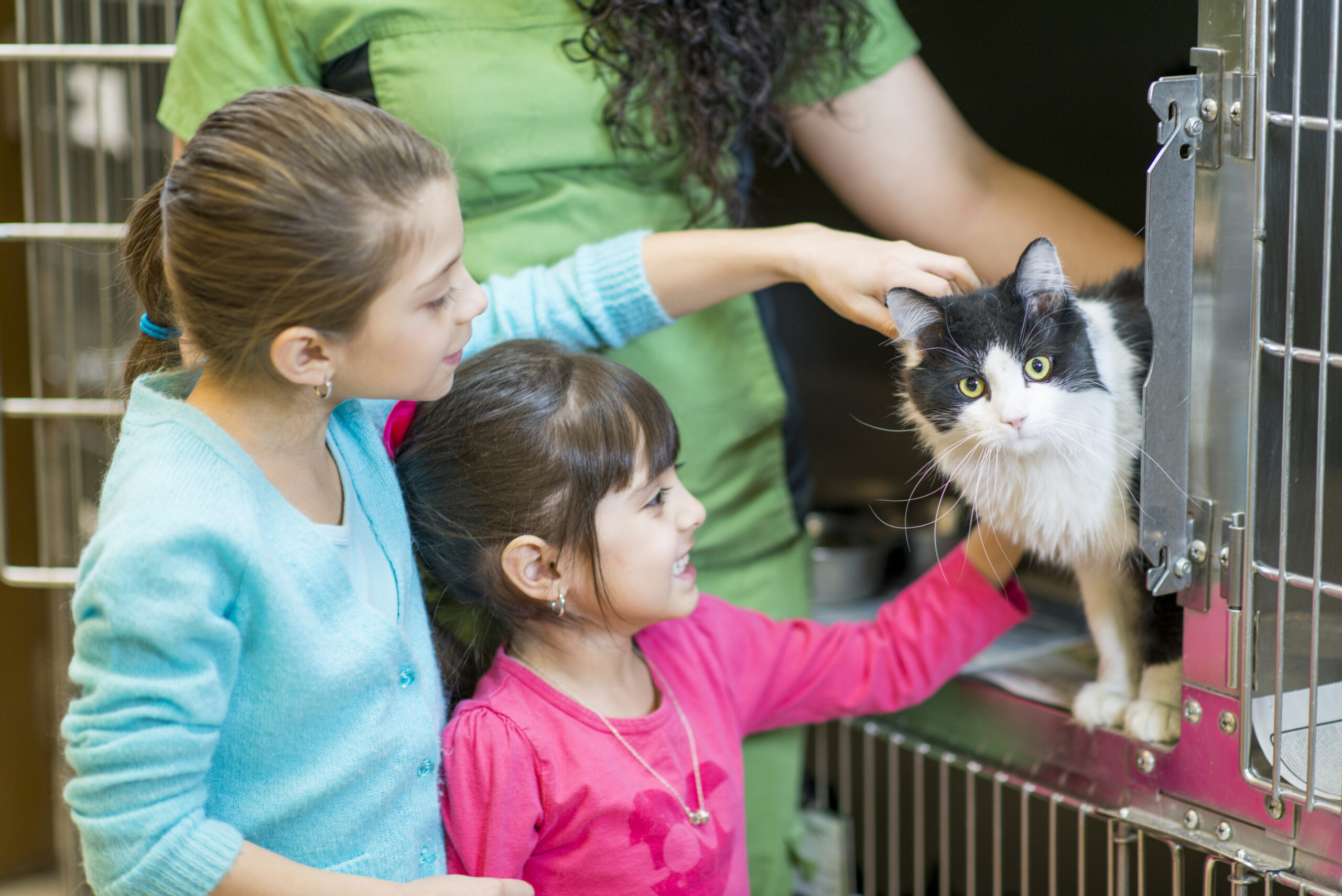 Kids picking a cat to adopt from the animal shelter.