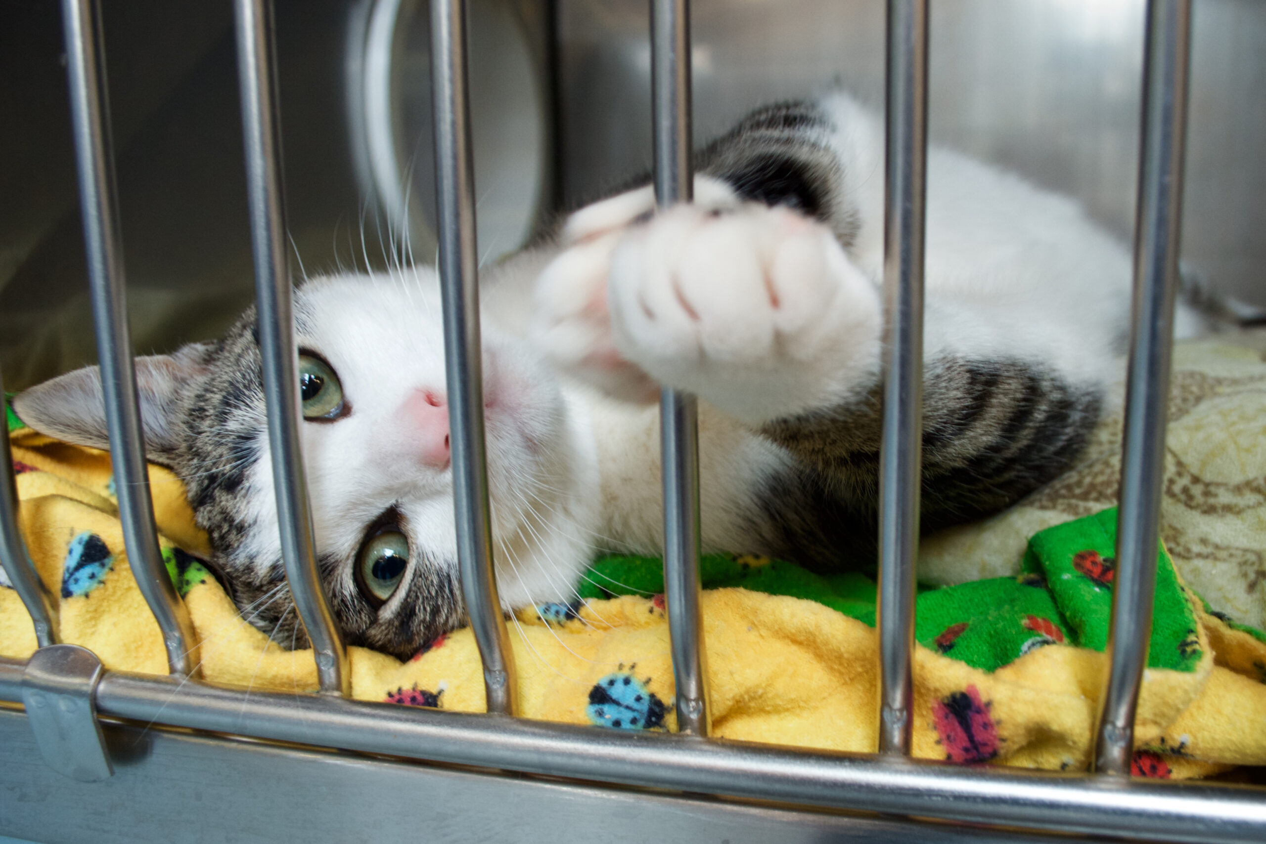 A grey and white kitten reaches a paw out of its cage at the animal shelter