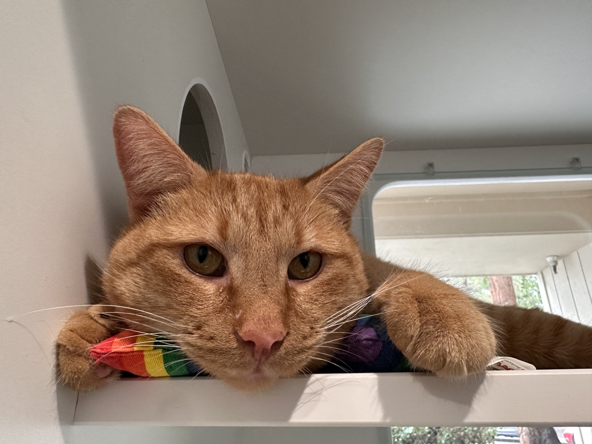 Buddy close up