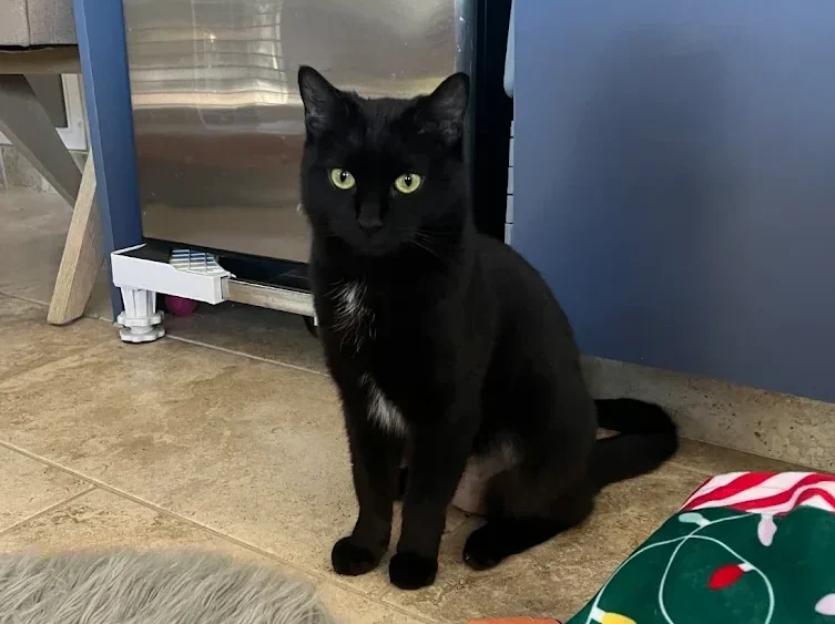Ebony